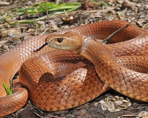 Brown snake