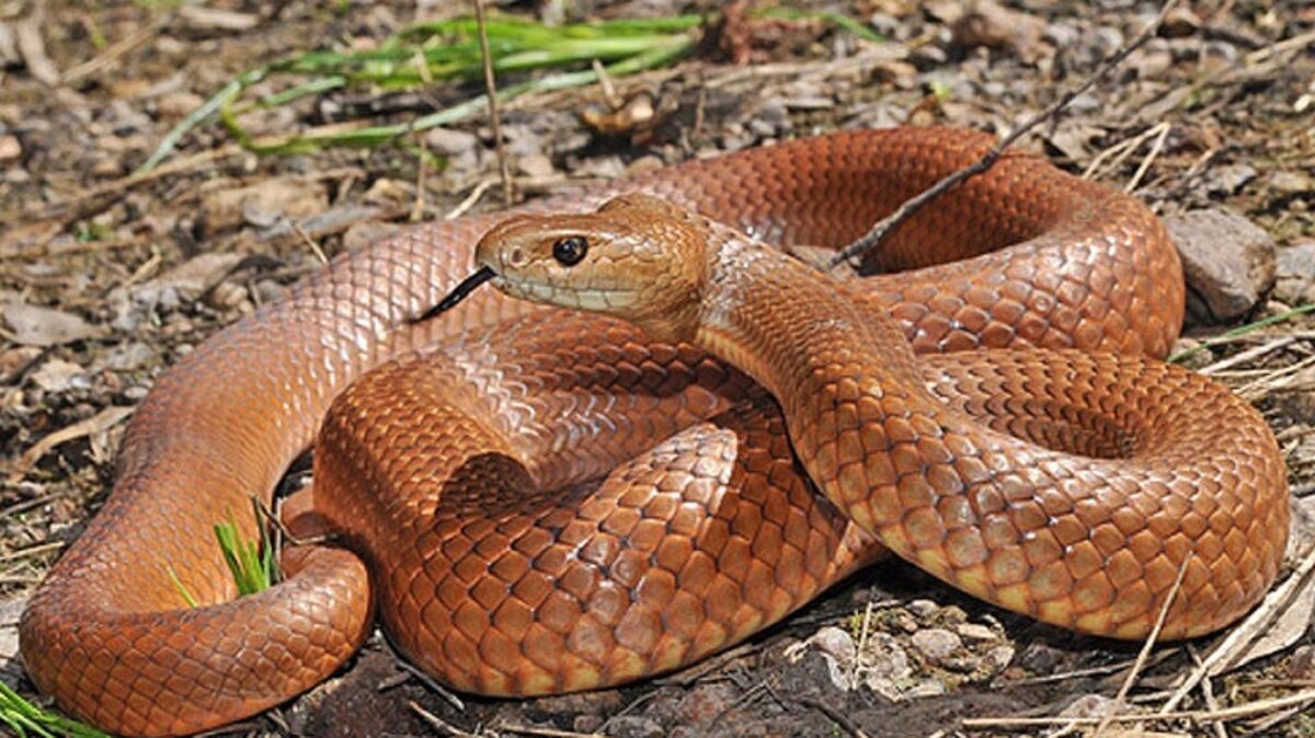 Brown snake