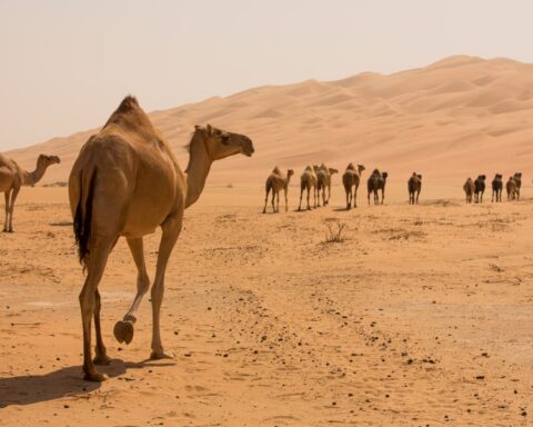 Camels