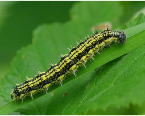 Caterpillar