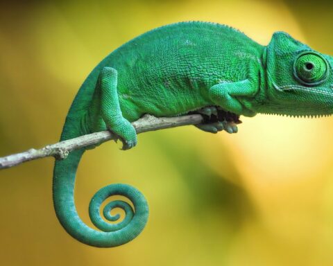 Chameleon