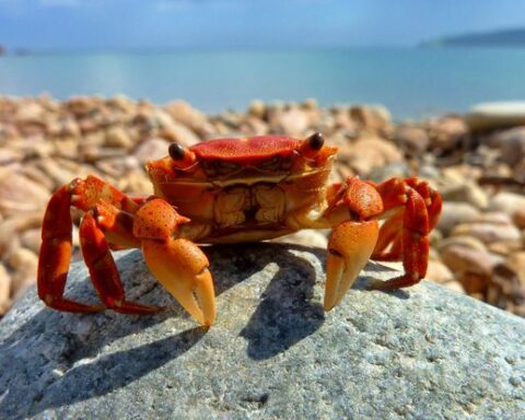 Crabs