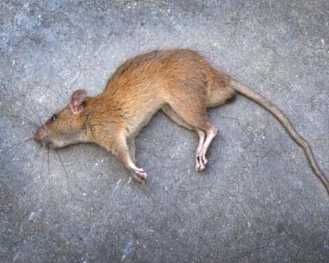 Dead Rat