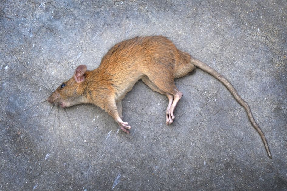 Dead Rat