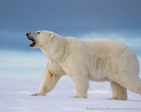 Polar bear