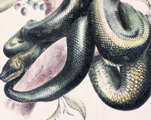 The Biblical Meaning Of Snakes