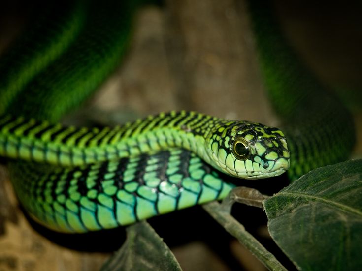 Black And Green Snake