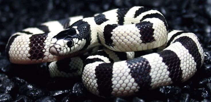 Black And White Snake