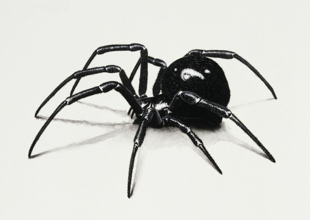 black spiders